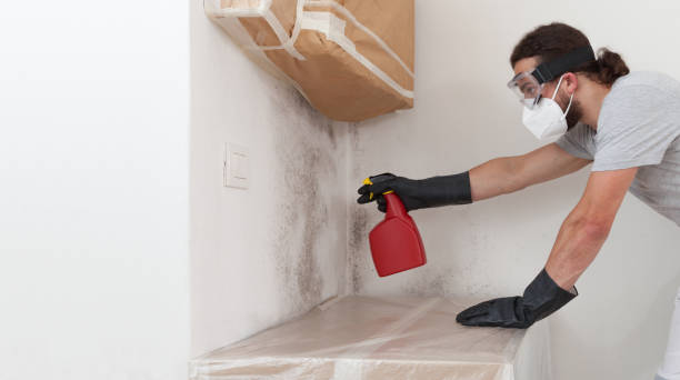 Professional Basement Mold Remediation technician working in Carlisle, KY