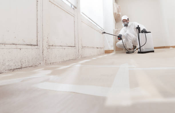 24/7 Emergency Basement Mold Remediation experts in Carlisle, KY